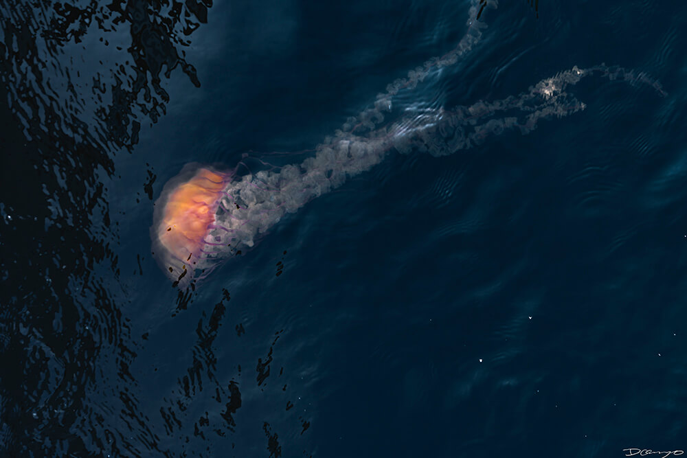 Photos of Sea Nettles, sunfish (mola mola), and ocean waves in Monterey, CA. Photos of smoke from wildfires in Berkeley, CA, burnt tree bark in Mendocino, CA, and Monarch Butterfly and chrysalis in Easton, Maryland.